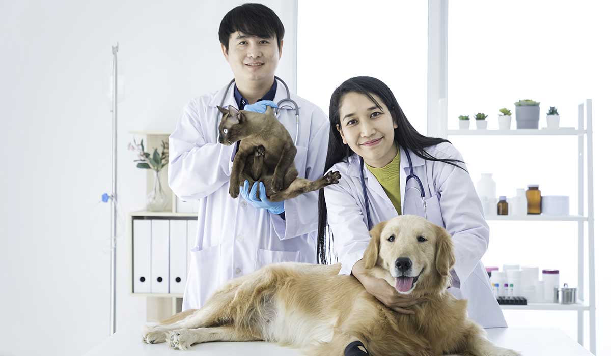 PA Probe Veterinary Application